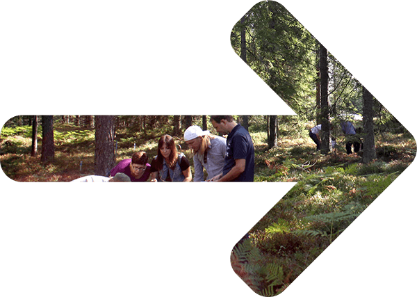 Pilformad skog