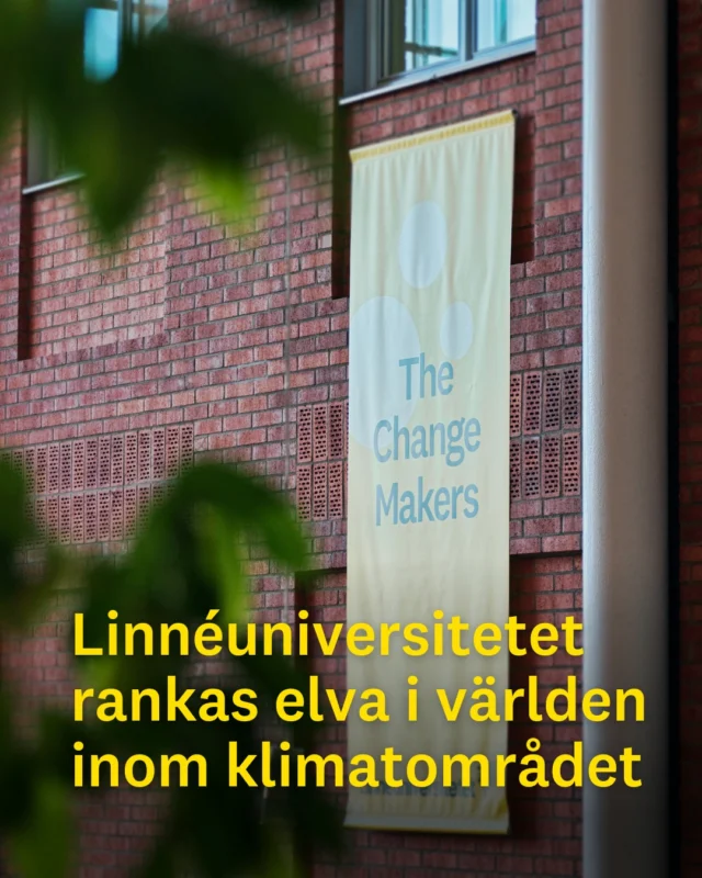 I årets universitetsrankning Times Higher Education Impact Ranking, som grundar sig i hur väl lärosätena arbetar för FN:s globala hållbarhetsmål, rankas Linnéuniversitetet på elfte plats inom klimatområdet.

– Att vi rankas som elva i världen vad gäller forskning, utbildning och interna och externa aktiviteter för att bekämpa klimatförändringarna känns otroligt bra! Linnéuniversitetets vision handlar om att vår forskning, utbildning och samverkan ska sätta avtryck i samhället inom bland annat klimatområdet. Det har vi nu fått ett viktigt erkännande för av ett världsledande företag inom analyser av världens universitetsverksamhet, säger Lars Behrenz, vicerektor.

Den höga placeringen speglar Linnéuniversitetets starka engagemang för hållbarhet. Några exempel är spetsforskningscentret EEMiS, som studerar akvatiska ekosystem med fokus på samspelet mellan mikroorganismer, djur och miljöfaktorer, samt den omfattande forskningen om skogens värden. Linnéuniversitetets interna klimatarbete belönades tidigare i år med förstaplatsen i Klimatstudenternas rankning av svenska lärosäten.

Linnéuniversitetet rankas även högt för sitt arbete inom områdena Hav och marina resurser, liksom inom Jämställdhet, Rent vatten och sanitet för alla samt Hållbara städer och samhällen. Sammantaget behåller Linnéuniversitetets sin plats i spannet 301–400 av totalt 2 526 lärosäten världen över.