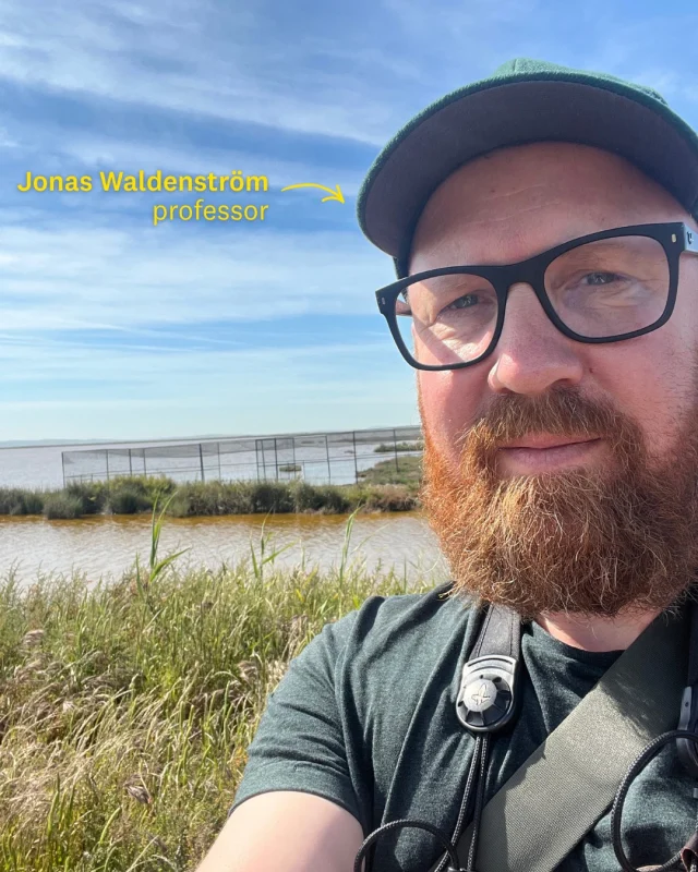 Forskare över hela Europa samarbetar för att upptäcka tidiga tecken på allvarlig fågelinfluensa inom projektet SENTINEL Wild Birds, som koordineras av forskare vid Linnéuniversitetet.

Varje årstid undersöks tusentals vilda fåglar längs viktiga flyttvägar, som här i våtmarken Coto Doñana i södra Spanien, som en grupp forskare från Linnéuniversitetet nyligen besökte.

Influensavirus förekommer i olika varianter, dels lågpatogena virus som finns naturligt hos vilda våtmarksfåglar, dels högpatogena virus som orsakar sjukdomen fågelinfluensa. Om smittan börjar spridas hos fjäderfä kan det få allvarliga konsekvenser. Genom att upptäcka särskilt smittsamma varianter i ett tidigt skede kan förebyggande åtgärder sättas in innan större utbrott sker.

– På senare tid har det visat sig att en del vilda fåglar bär på högpatogena influensavirus utan att själva visa symtom. Genom att systematiskt samla in prover längs viktiga flyttvägar kan vi upptäcka smittan i ett tidigt skede, säger professor Jonas Waldenström, projektkoordinator för SENTINEL.