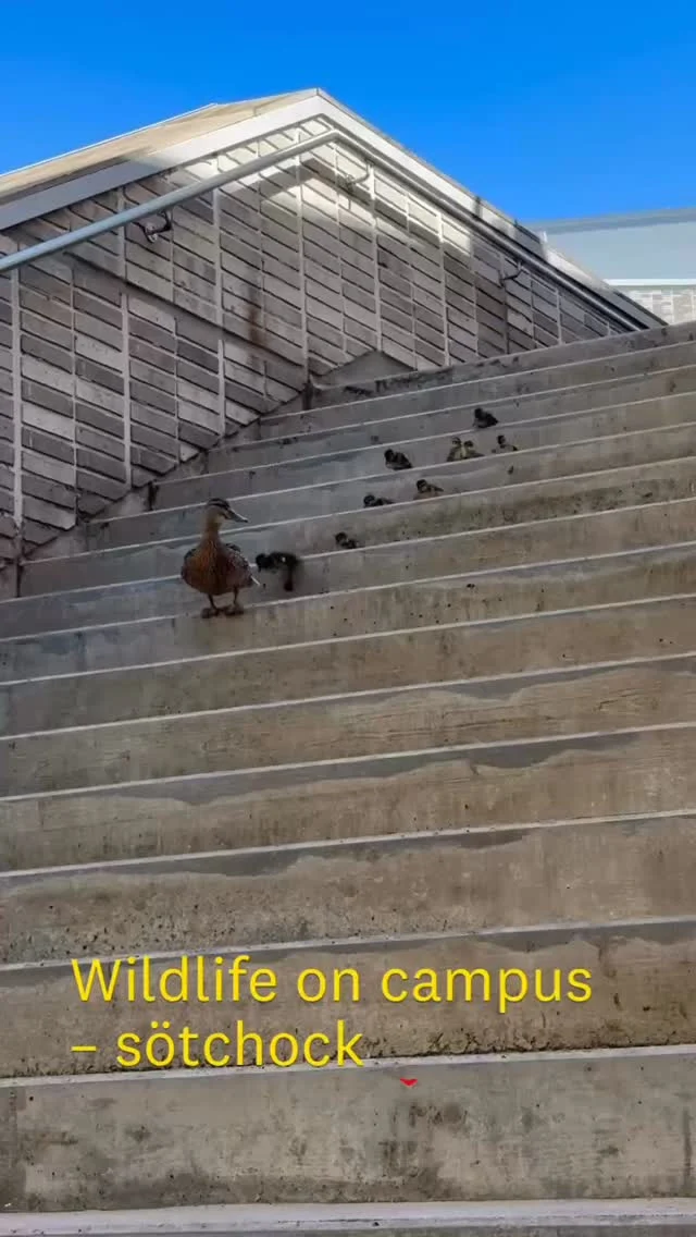 Andfamiljens första äventyr🦆✨ Ungarna kläcktes på vår innergård och blev sedan tryggt guidade av mamman, steg för steg, ned för trappan vid Culmen i Kalmar. Därefter fortsatte färden ut i det fria. Välkomna tillbaka när det är dags för studier😉