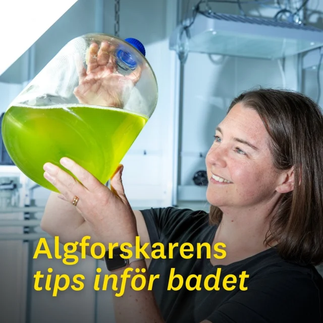 Sommaren betyder sol och bad, men också algblomningar i Östersjön. Hur vet man om badvattnet är säkert?

– Är man osäker rekommenderar jag att fylla en flaska med vatten och låta den stå en stund. Om partiklarna flyter upp mot ytan är det troligen cyanobakterier. Då är det klokt att avvakta med bad tills vattnet har klarnat igen – och att hålla hunden på land, säger Elin Lindehoff, docent i marin ekologi.

På lnu.se kan du läsa en intervju med Elin om varför det blir algblomningar och hur alger kan bidra till att lösa våra miljöproblem.