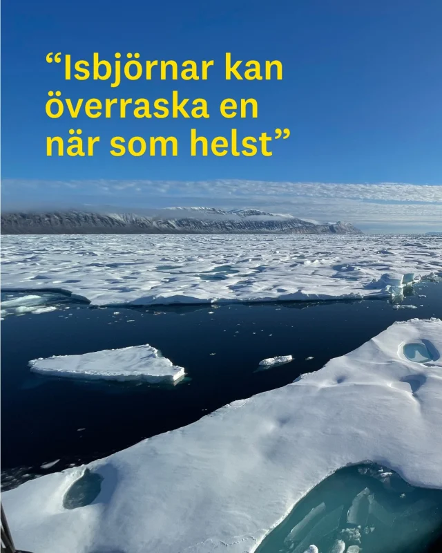 ”Det är en mycket komplicerad operation att arbeta i ett avlägset område som norra Grönland, särskilt logistiskt. För att gå i land måste vi ta en helikopter, stanna hela dagen på land för att ta prover och sedan ta helikoptern tillbaka till isbrytaren. När vi är på land måste vi hela tiden åtföljas av en beväpnad jägare eftersom isbjörnar kan överraska en när som helst. Som tur var såg vi dem bara på avstånd när vi var ombord på isbrytaren.”

Marcelo Ketzer är professor i miljövetenskap och forskar bland annat om hur klimatförändringarna påverkar Arktis. I en ny studie har han och hans kollegor upptäckt att växthusgasen metan, som lagrats djupt nere i berggrunden under miljontals år, följer med smältvatten upp till ytan när glaciärer smälter på Grönland.

Läs mer om forskningen på lnu.se.
