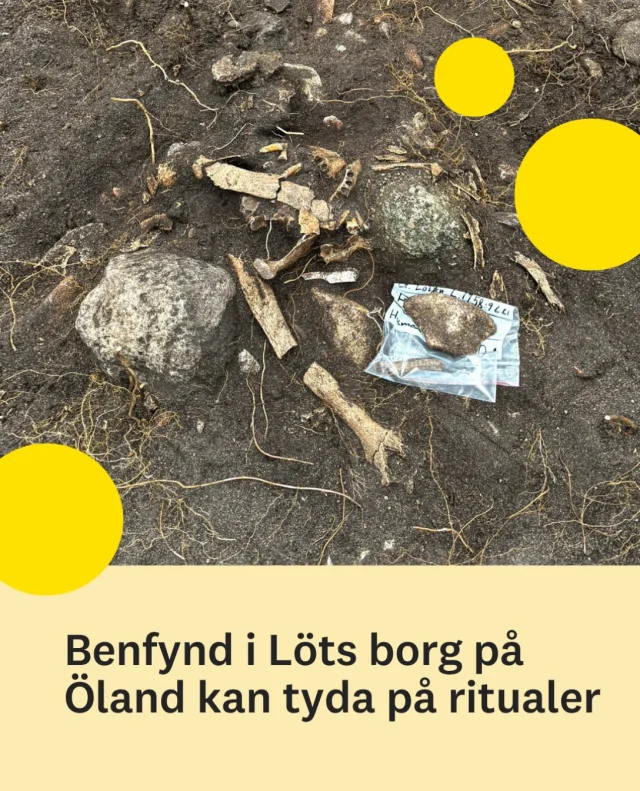 Under höstens utgrävningar i Löts fornborg (Trindborgen) på Öland har man hittat ett stort antal människoben. Benfynden är osammanhängande, obrända och vittrade, vilket kan tyda på ritualer som skiljer sig från det vi vet om järnåldersbegravningar.
 
Fynden består av benrester mestadels från människor, men även från djur som hund, ko, får och häst. Under detta jordlager med ben fanns även ett antal gropar, där alla utom en också innehöll människoben. I en av groparna hittades till exempel resterna av en barnkäke, i en annan delar av ett kranium och ett armben. Totalt hittades närmare 6000 fragment av människoben på platsen.
 
– Att benen är hårt vittrade och ligger “huller om buller” blandat med djurben kan tyda på att det vi ser i Trindborgen är sista steget i en komplex kedja av hanterandet av mänskliga kvarlevor. Kanske är det en del av ritualer kopplat till de döda. Dessa ritualer skiljer sig i så fall från det vi är vana att se i mer konventionella begravningar, som vid den här tiden oftast är kremeringar, säger Ludvig Papmehl-Dufay, docent i arkeologi och grävledare.
 
Utgrävningen i Löts borg är en del av projektet “Kris, konflikt och klimat”, och genomfördes av arkeologistudenter på Linnéuniversitetet.
 
Läs hela nyheten och se fler bilder på Lnu.se.