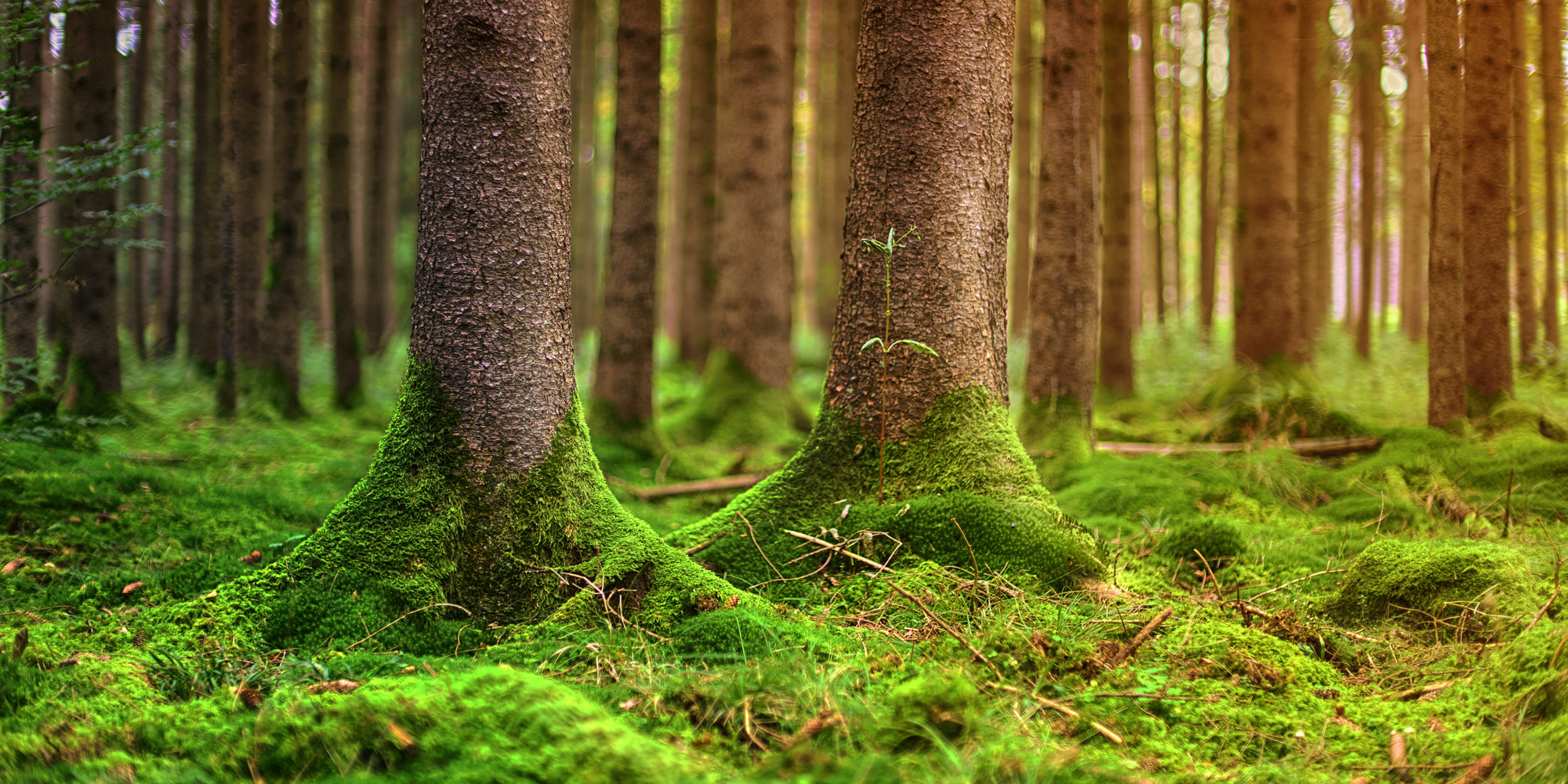sustainability
